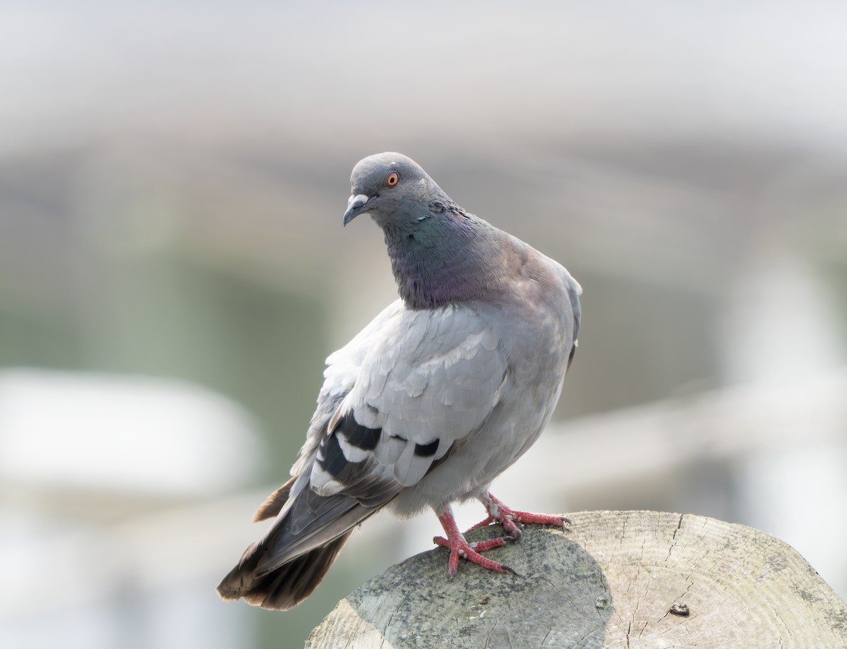 Rock Pigeon (Feral Pigeon) - ML640373539