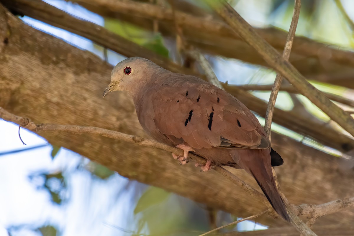 Ruddy Ground Dove - ML640373540