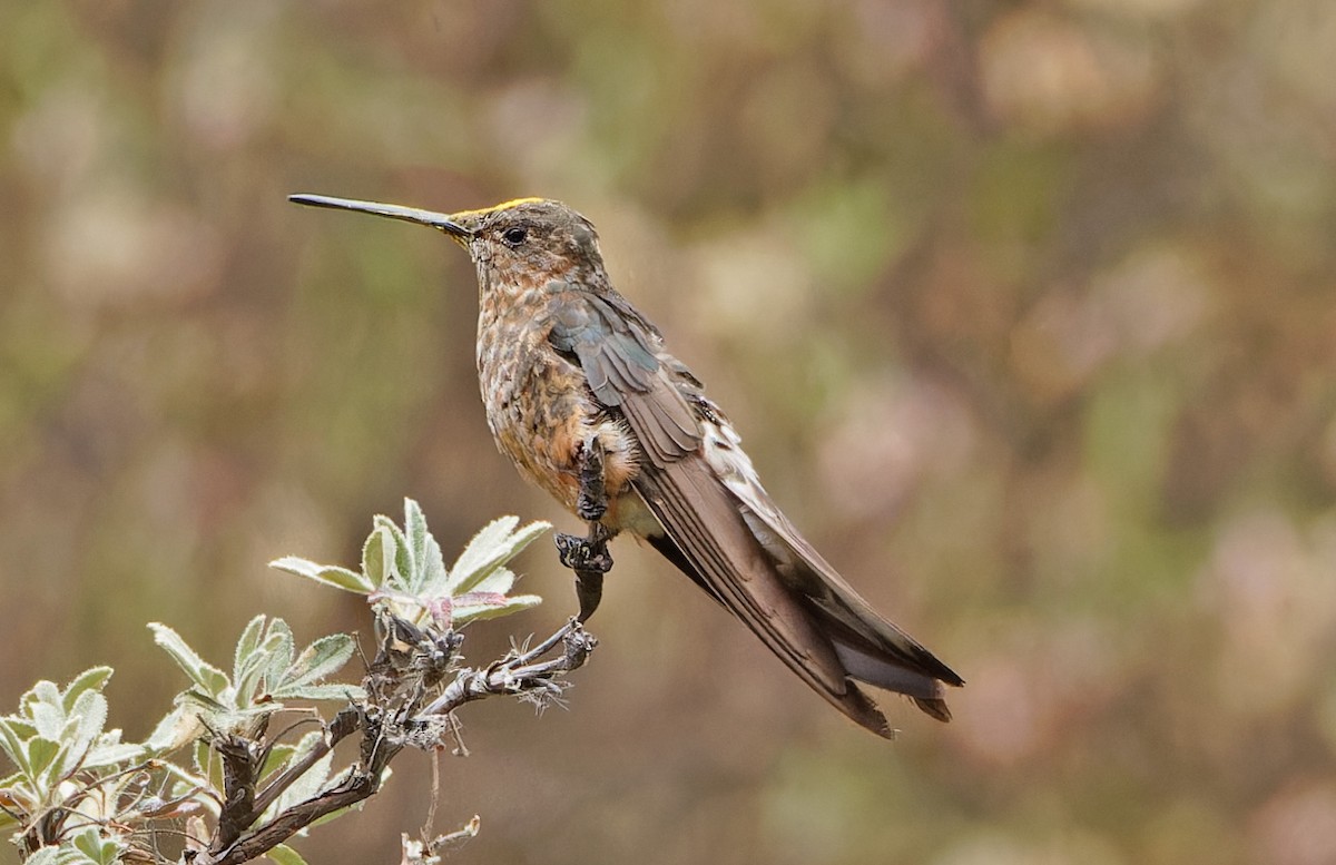 Giant Hummingbird - ML640373552