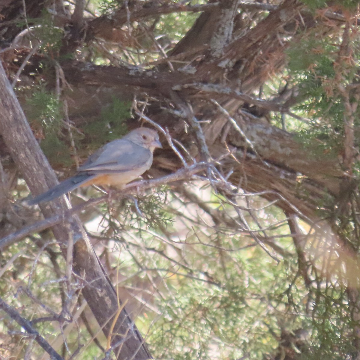 Canyon Towhee - ML640373623