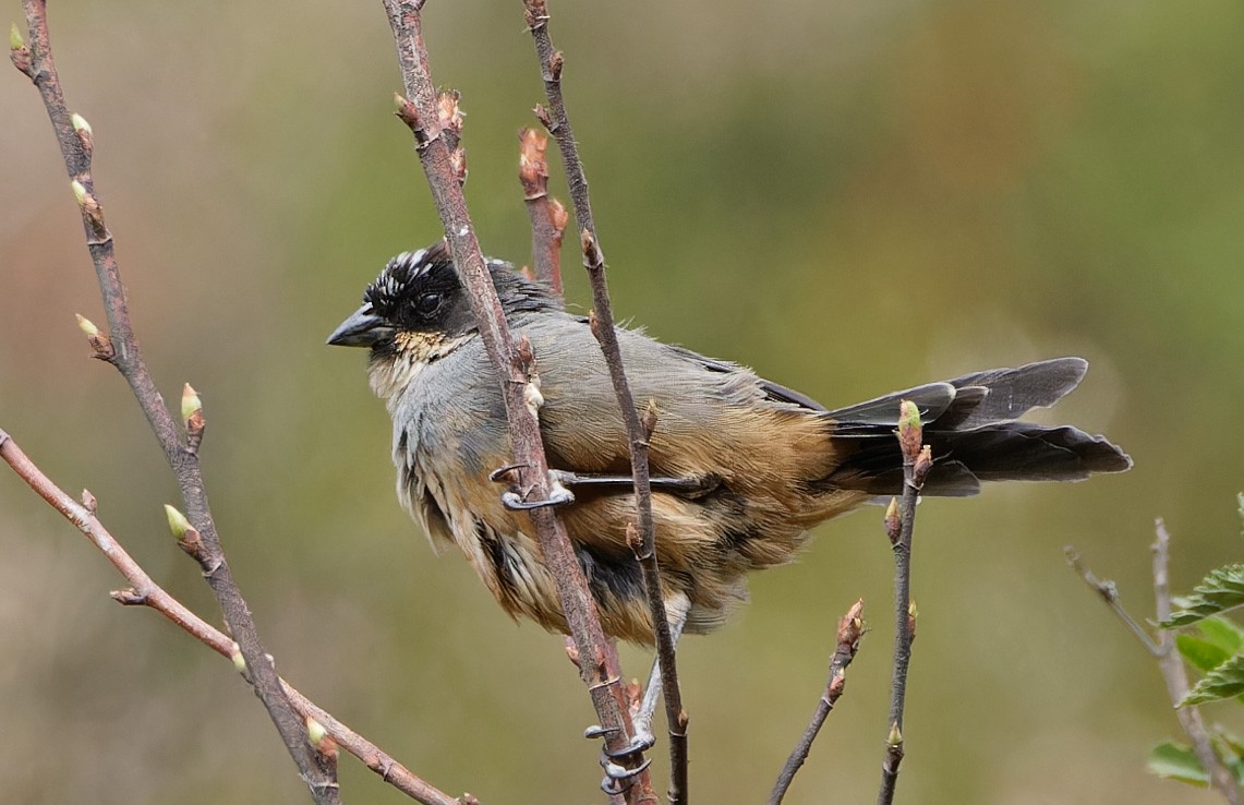 Rusty-bellied Brushfinch - ML640373624