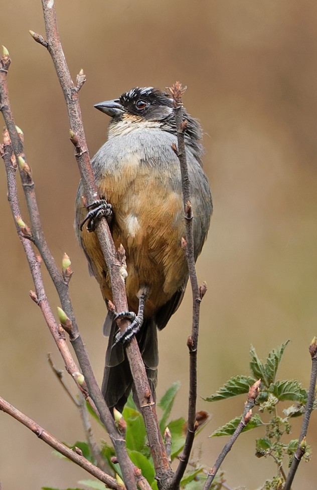 Rusty-bellied Brushfinch - ML640373625