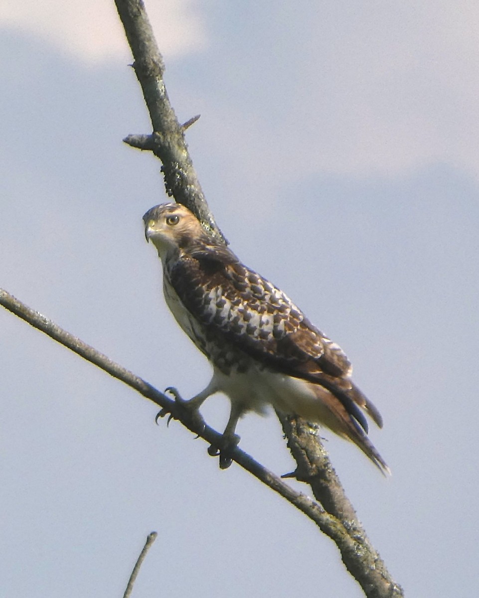 Red-tailed Hawk - ML640373626