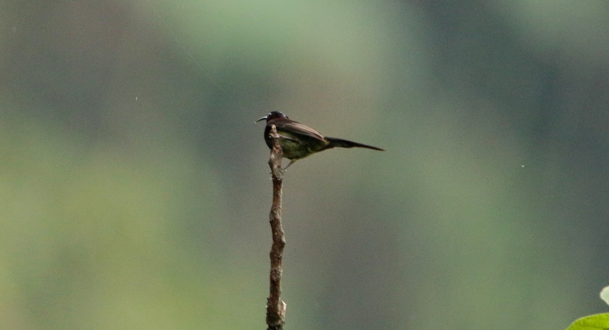 Black-throated Sunbird - ML640373638