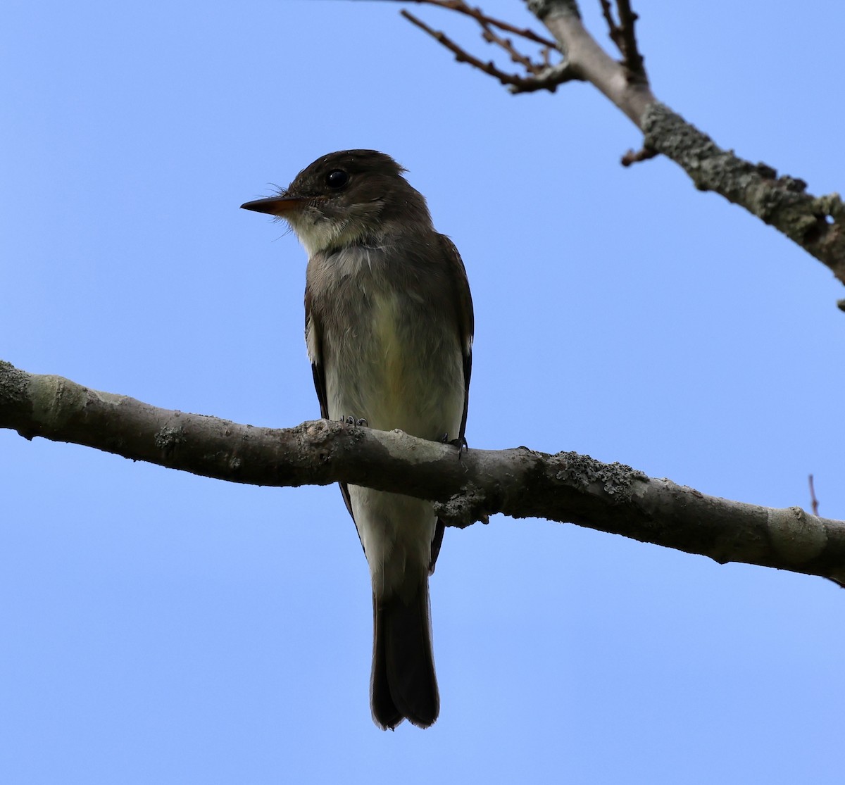 Eastern Wood-Pewee - ML640373652