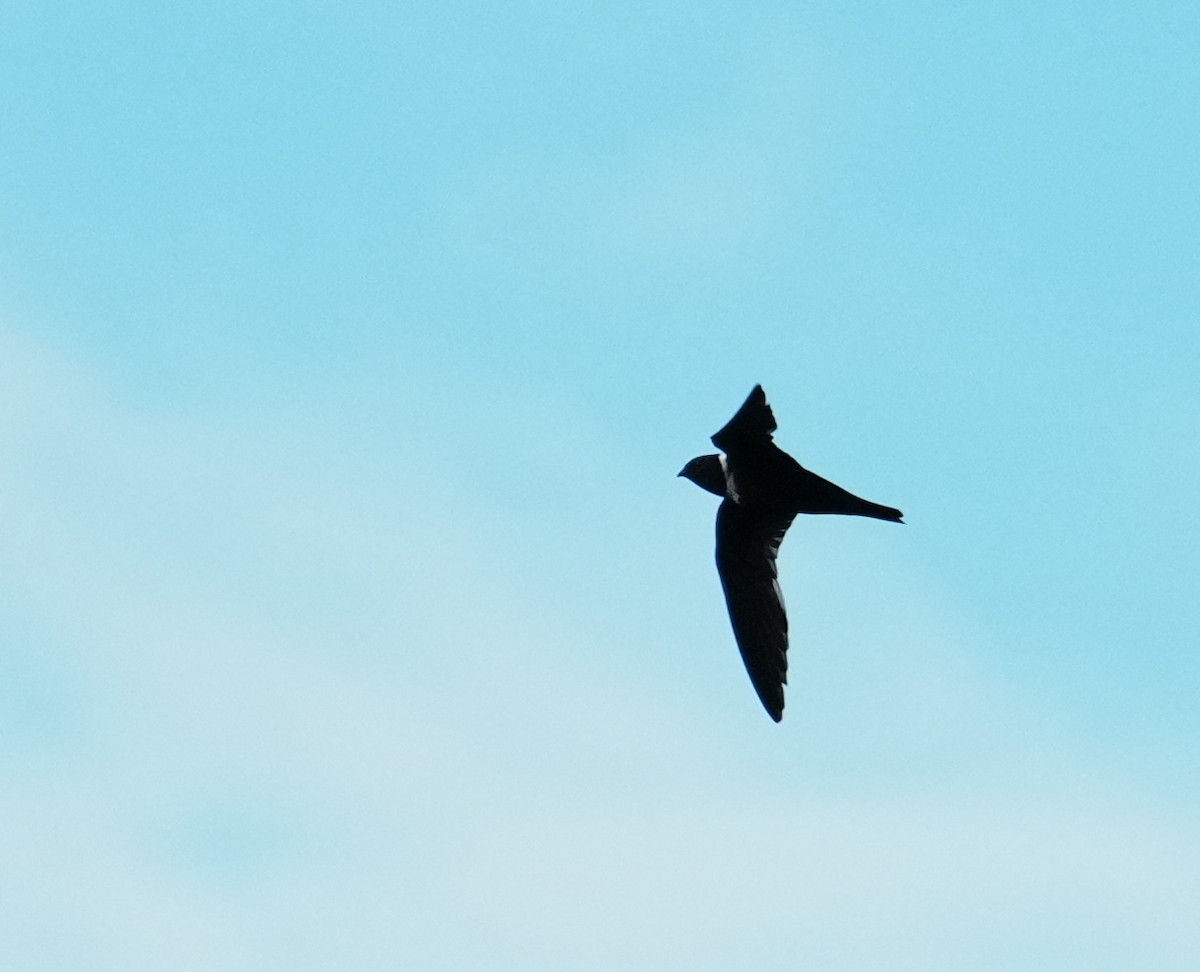 White-collared Swift - ML640373653
