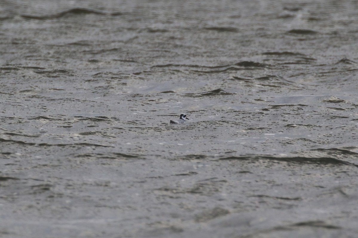Red Phalarope - ML640373658