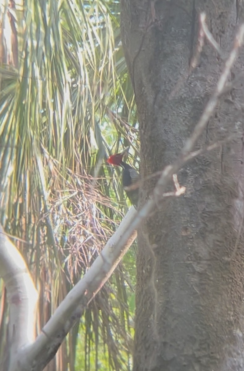 Pale-billed Woodpecker - ML640373667
