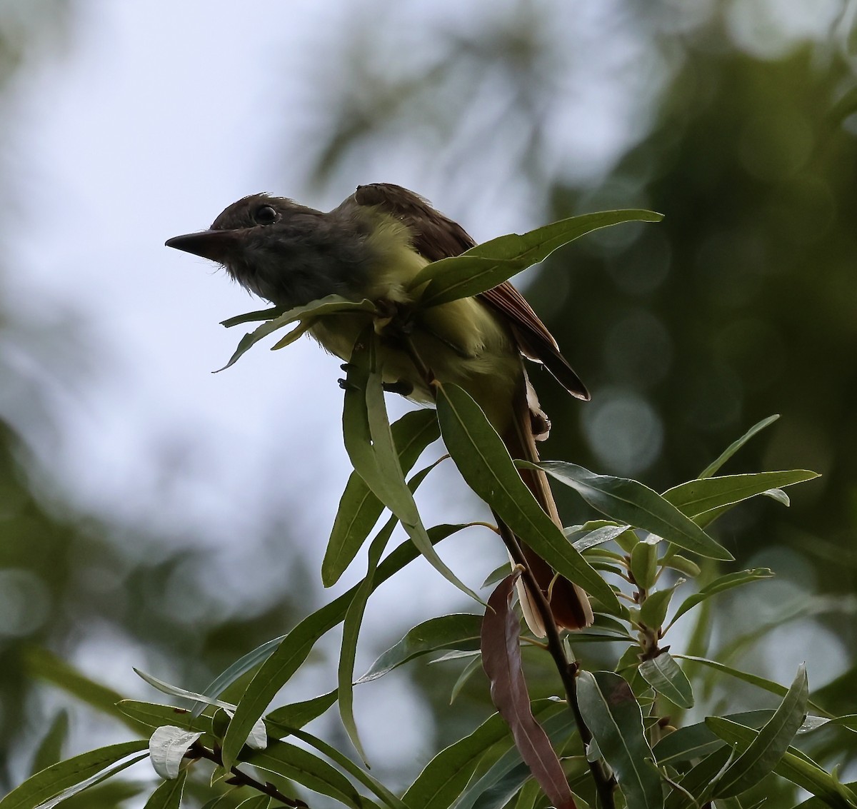 Great Crested Flycatcher - ML640373668