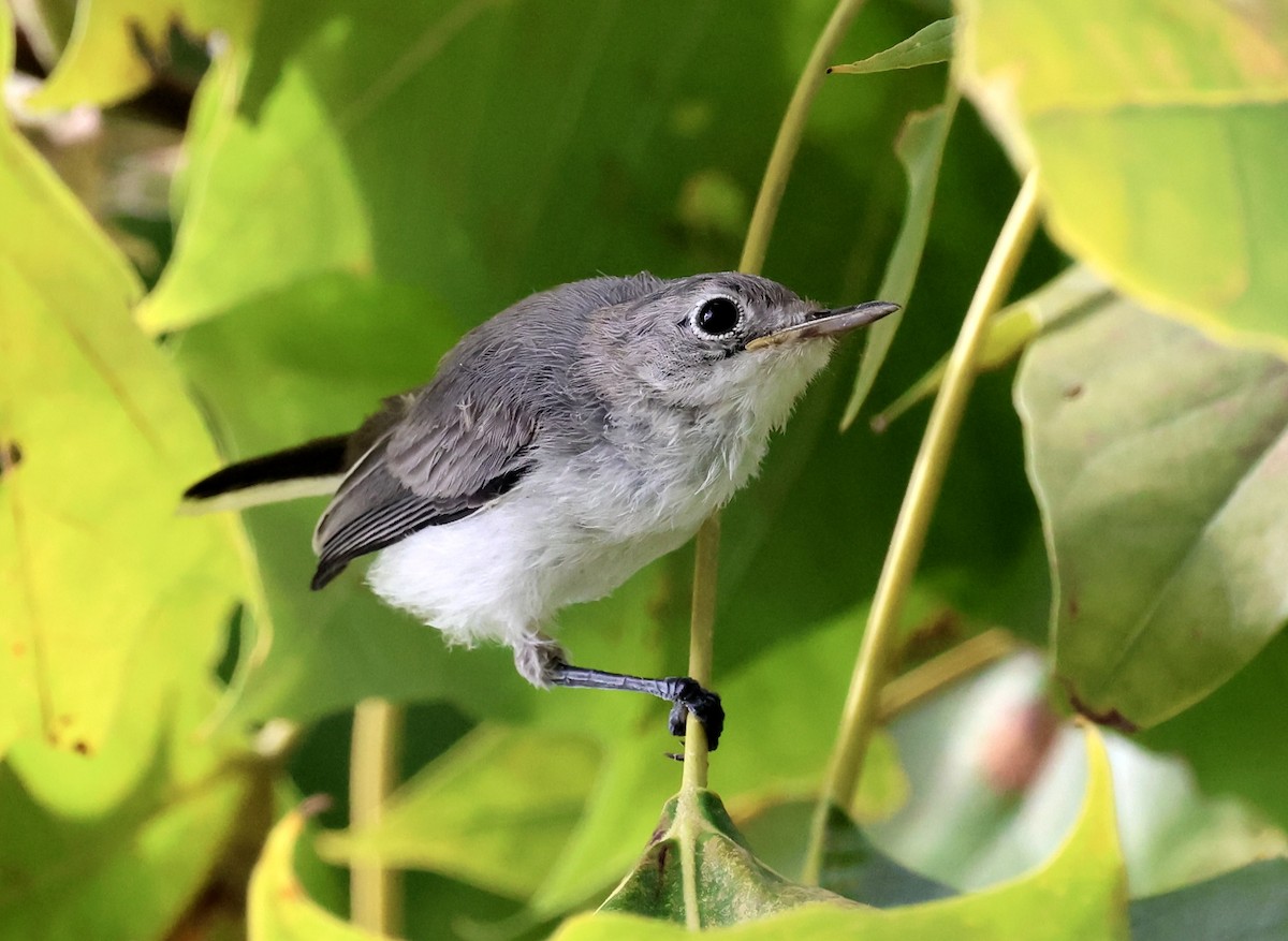 Blue-gray Gnatcatcher - ML640373682