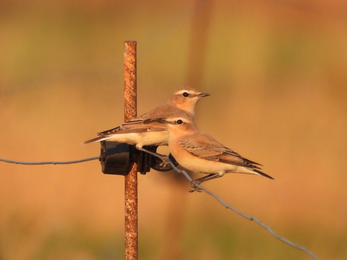 Northern Wheatear - ML640373694
