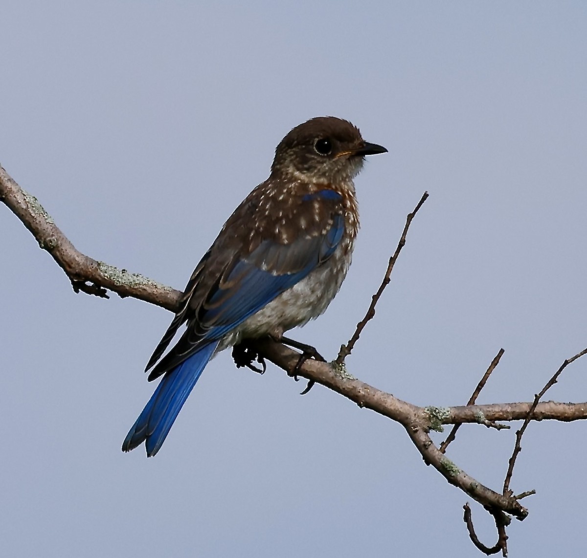 Eastern Bluebird - ML640373695