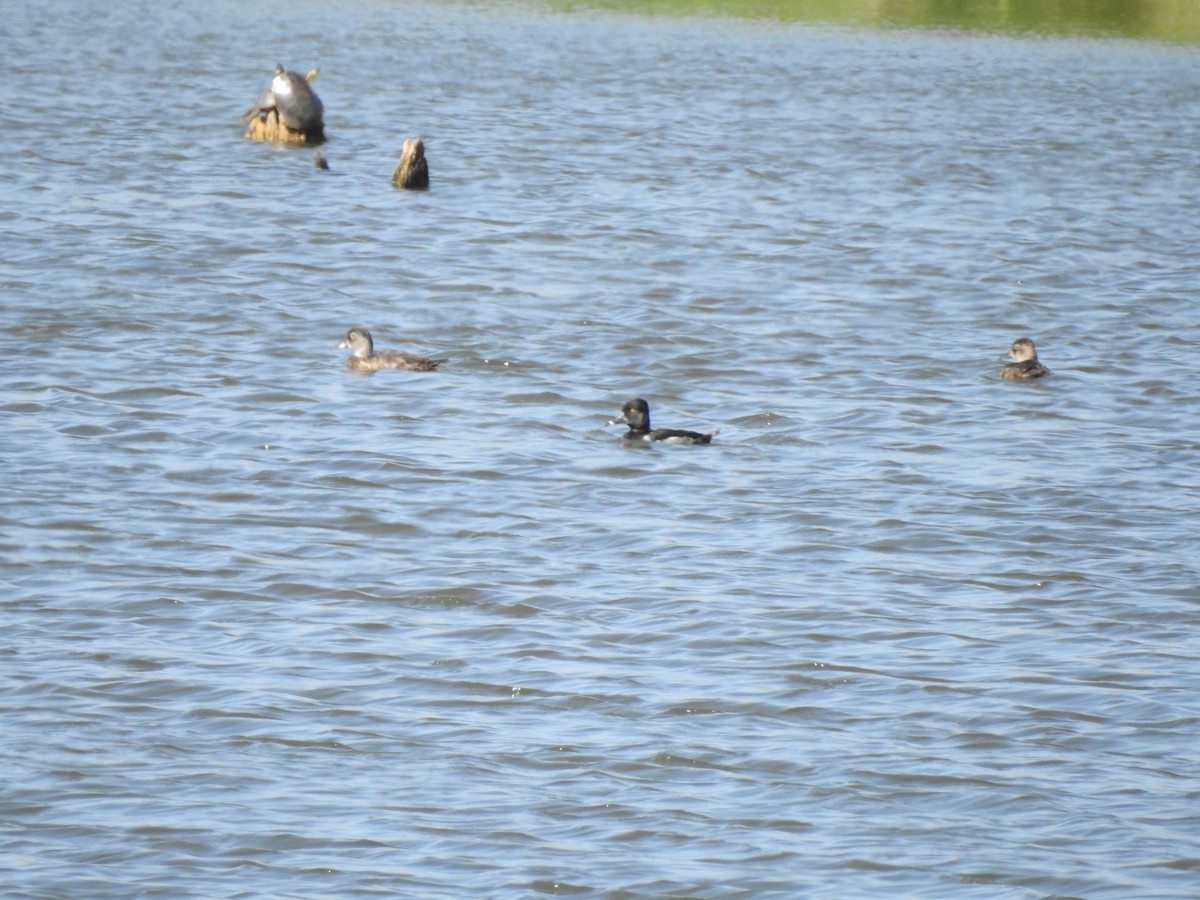 Ring-necked Duck - ML64037371