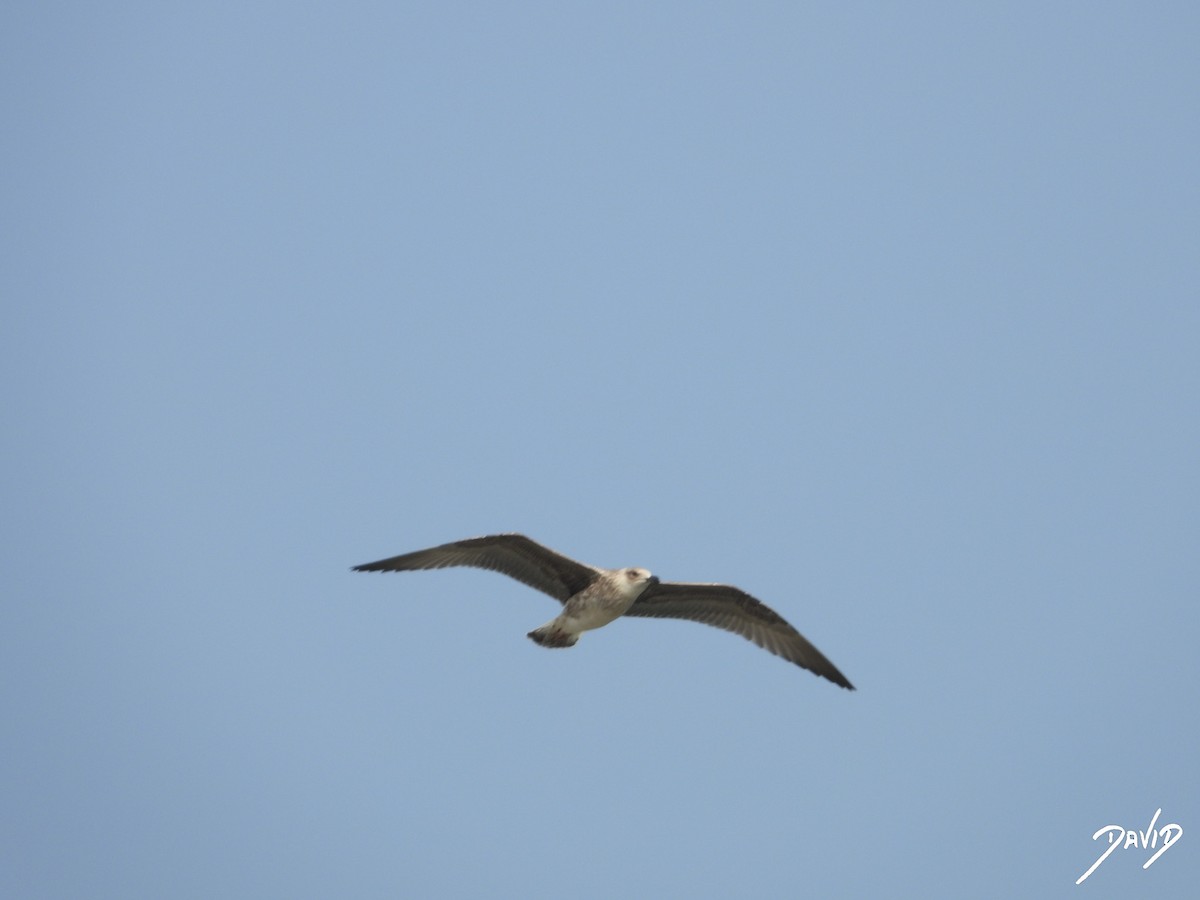 Yellow-legged Gull - ML640373733