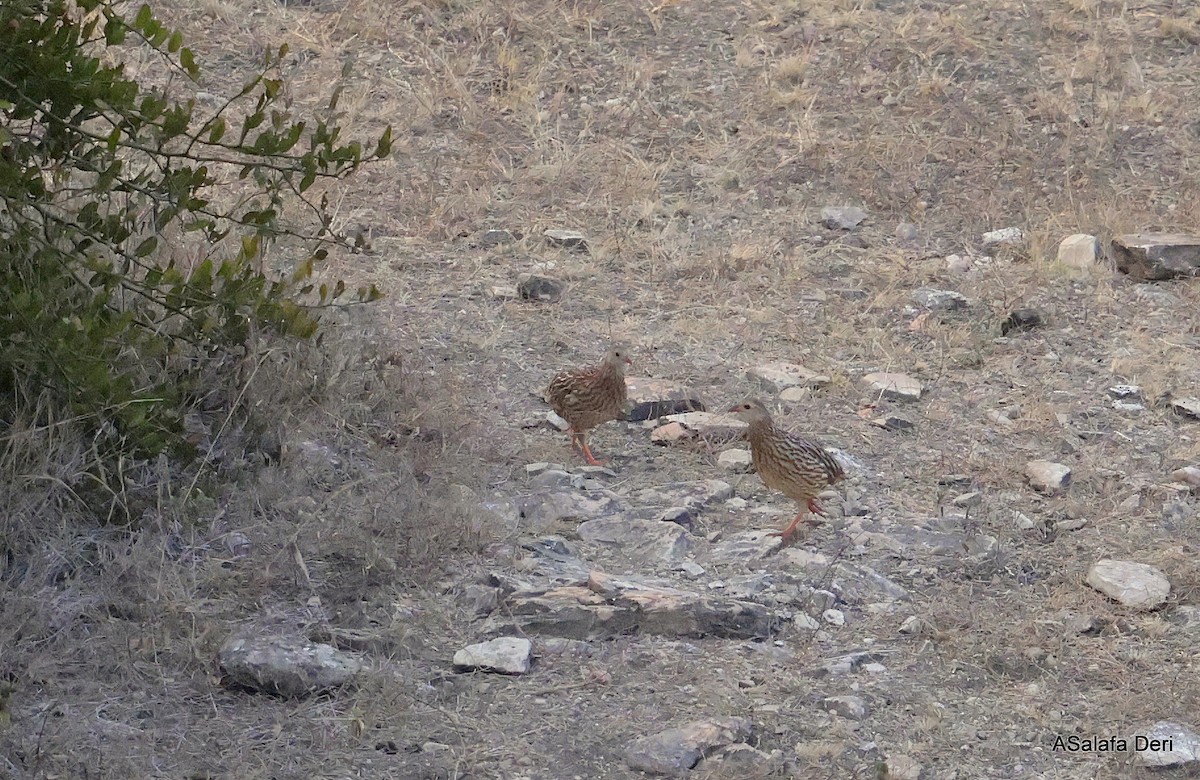 Gray-striped Spurfowl - ML640373741