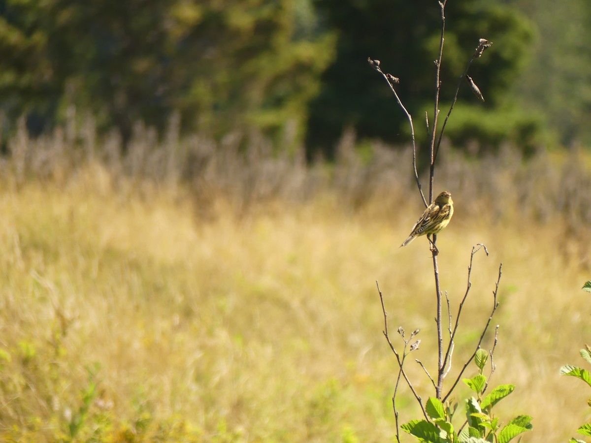 Bobolink - ML640373743