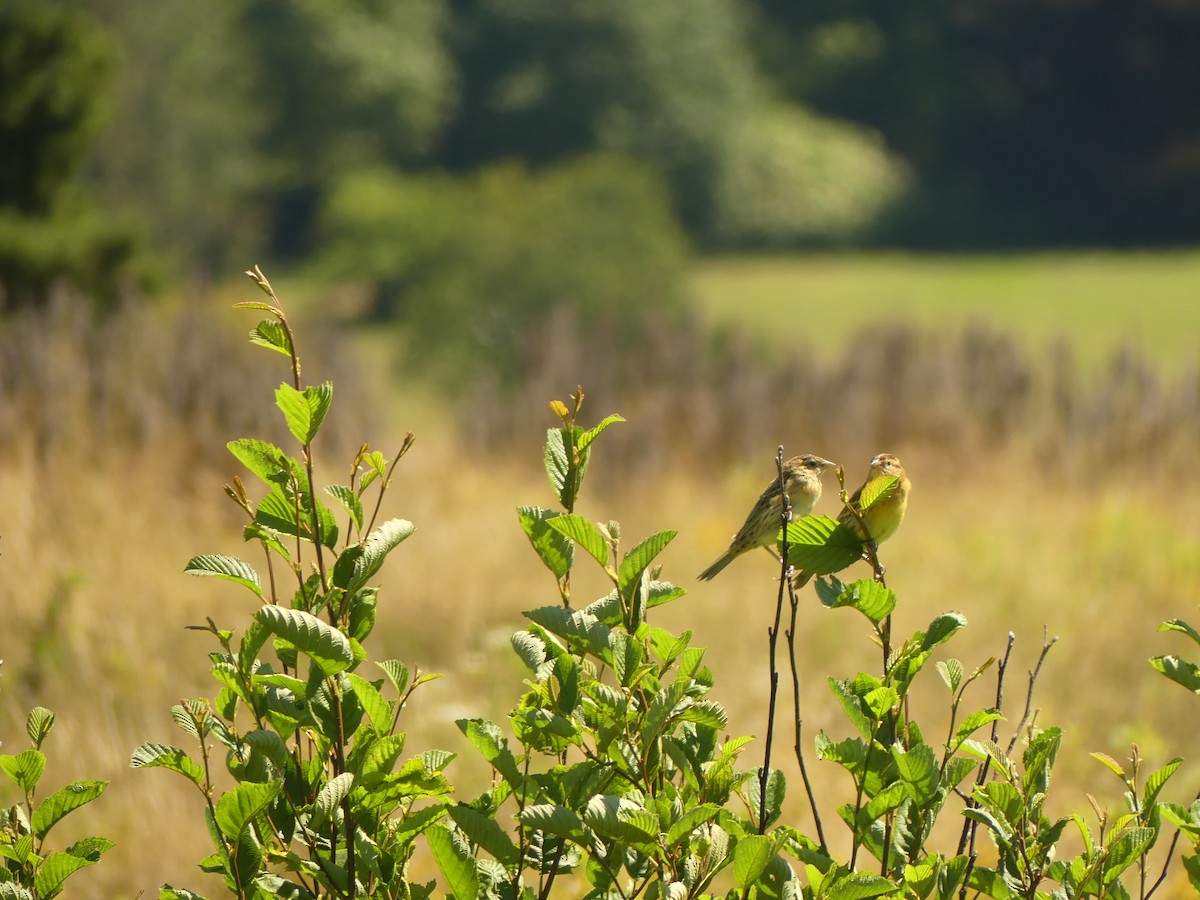 Bobolink - ML640373744