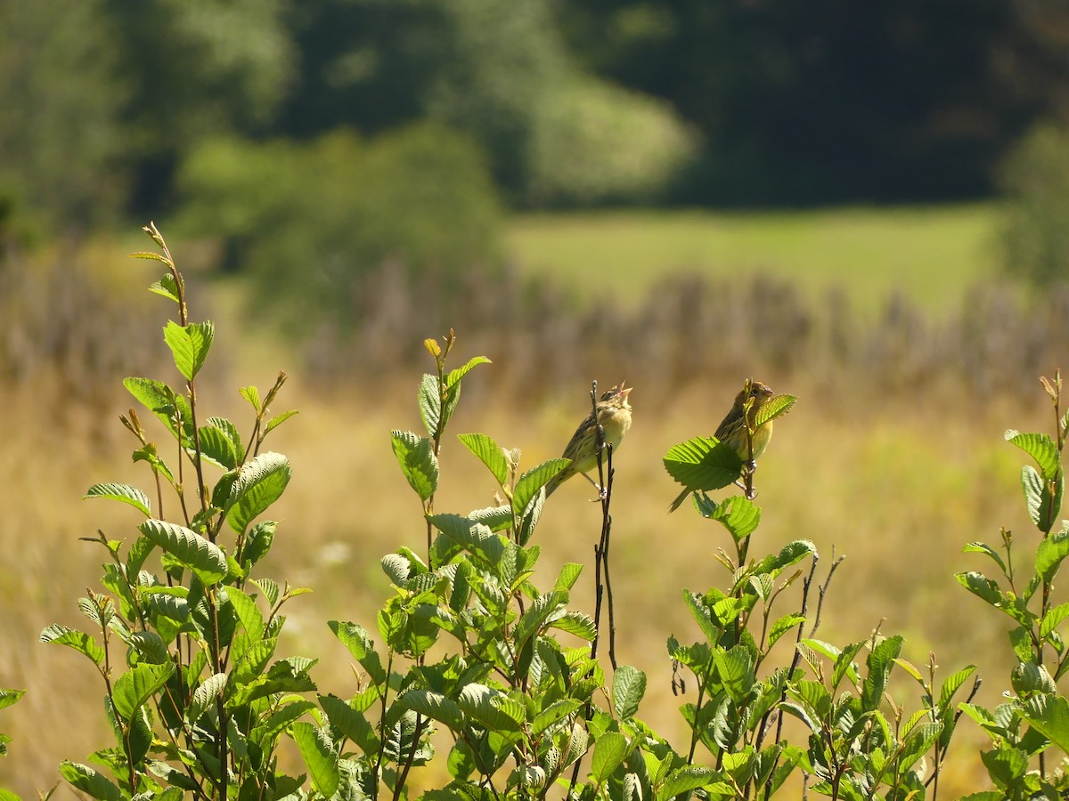 Bobolink - ML640373745