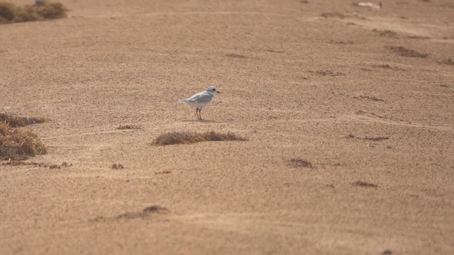 Piping Plover - ML640373765