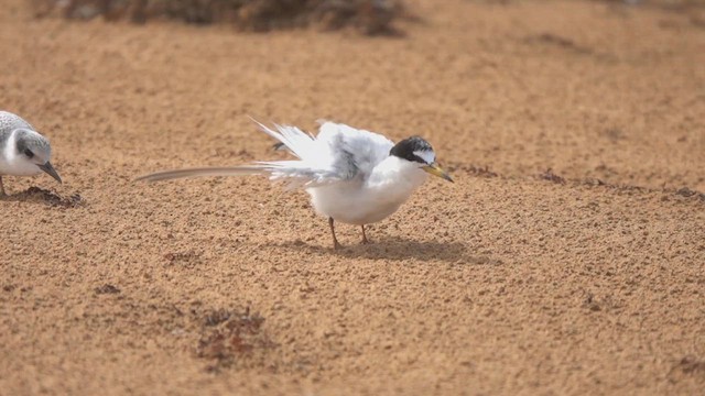 Least Tern - ML640373784