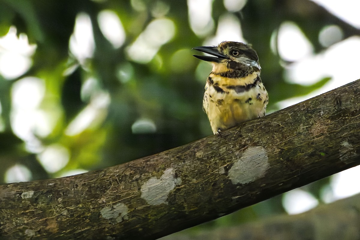Two-banded Puffbird - ML640373800