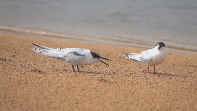 Roseate Tern - ML640373803