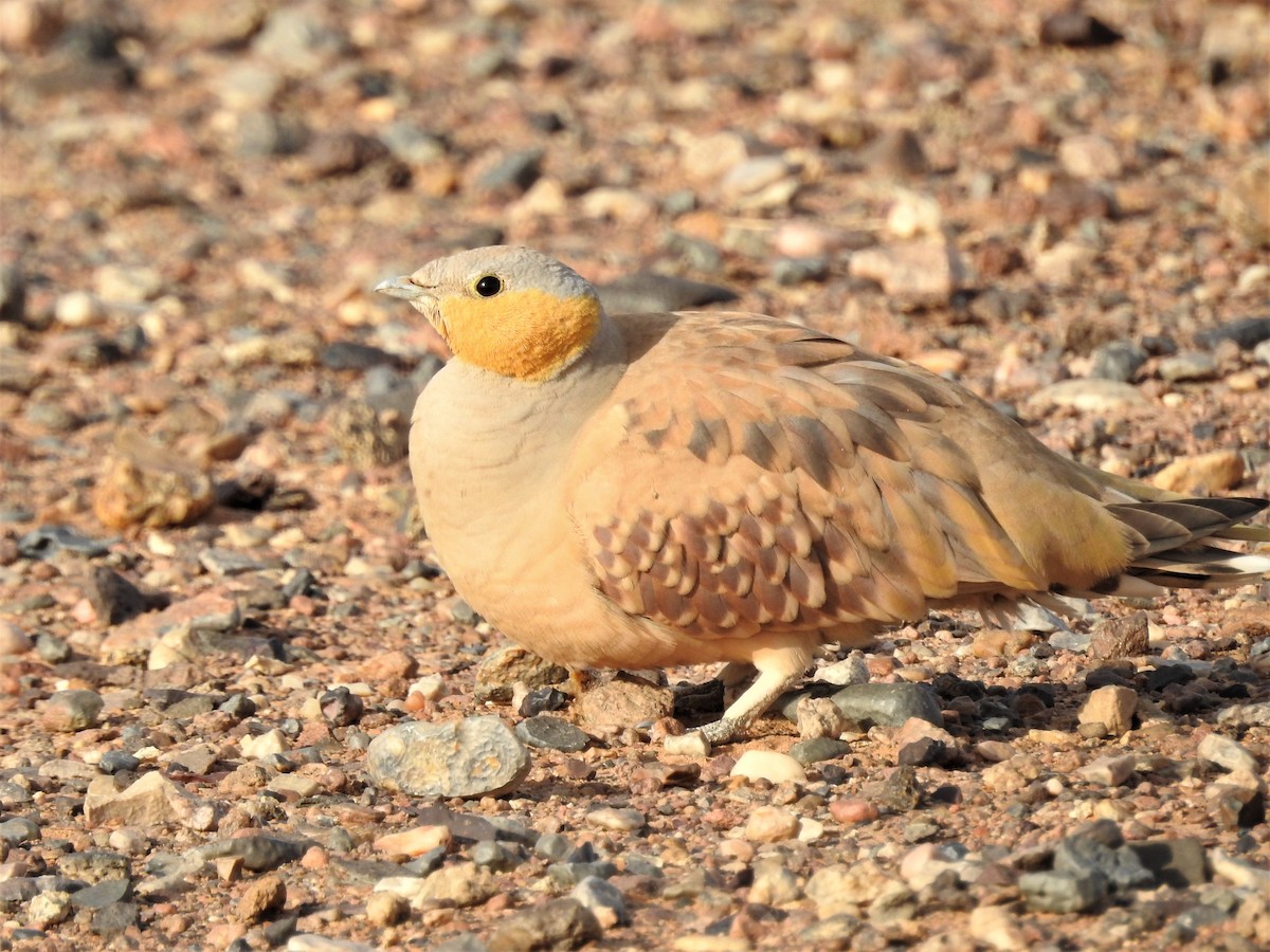 Crowned Sandgrouse - ML640373819