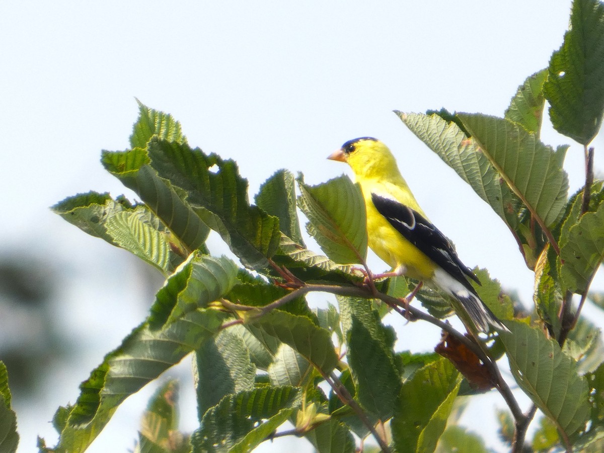American Goldfinch - ML640373824