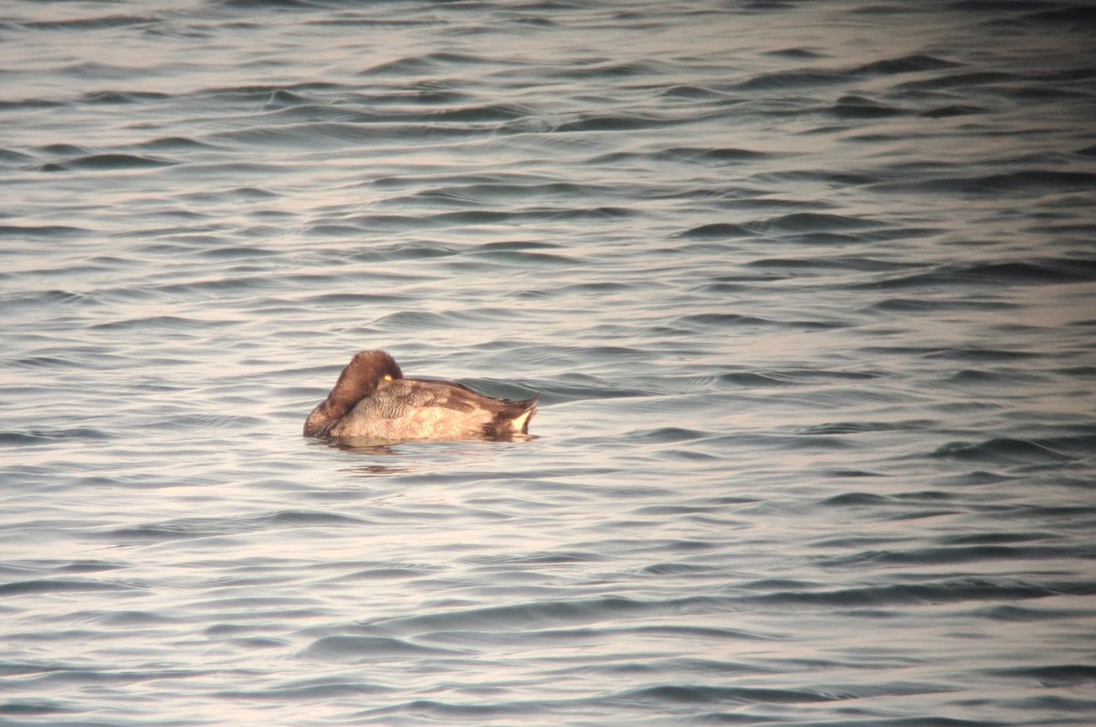 Lesser Scaup - ML640373849