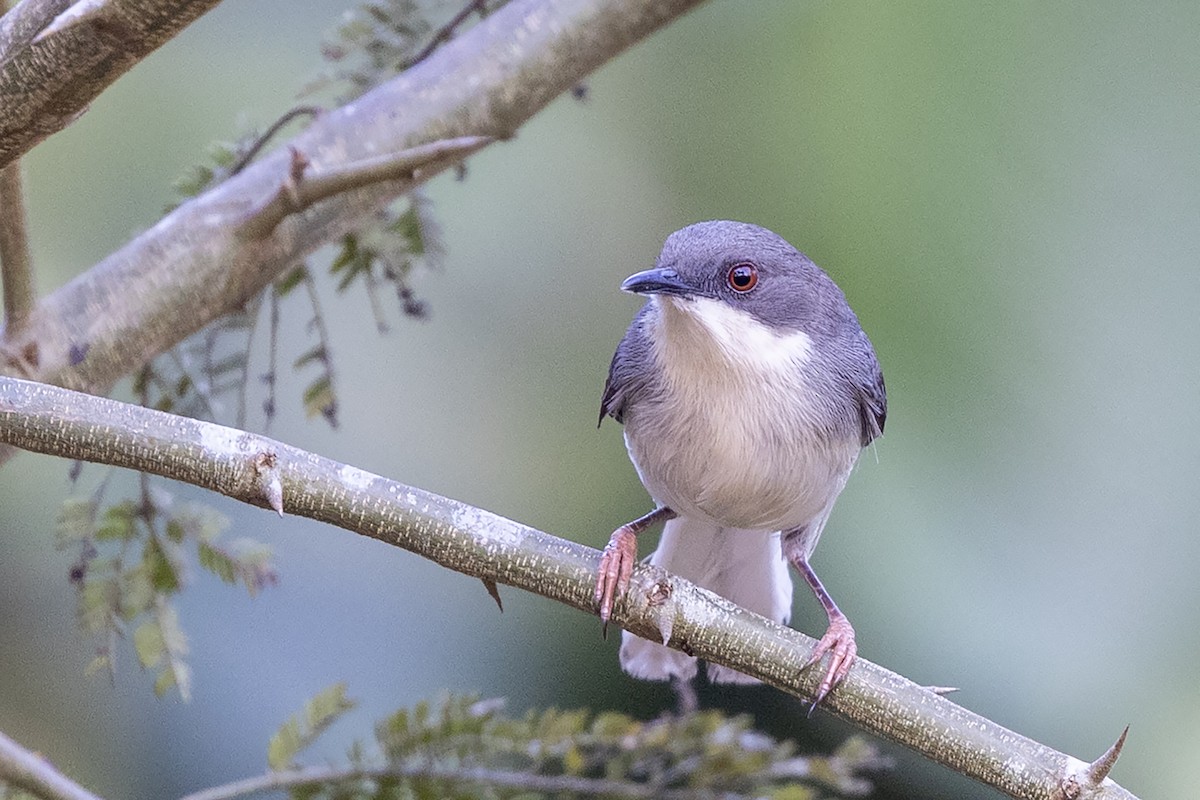 Buff-throated Apalis (Angola) - ML640373856