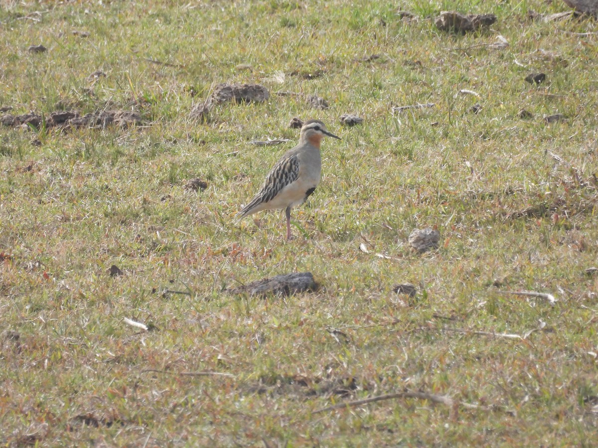 Tawny-throated Dotterel - ML640373857