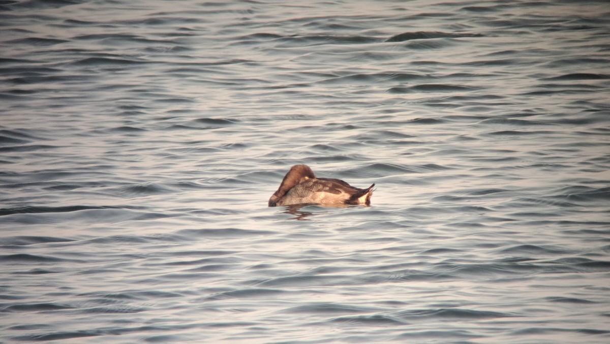 Lesser Scaup - ML640373872