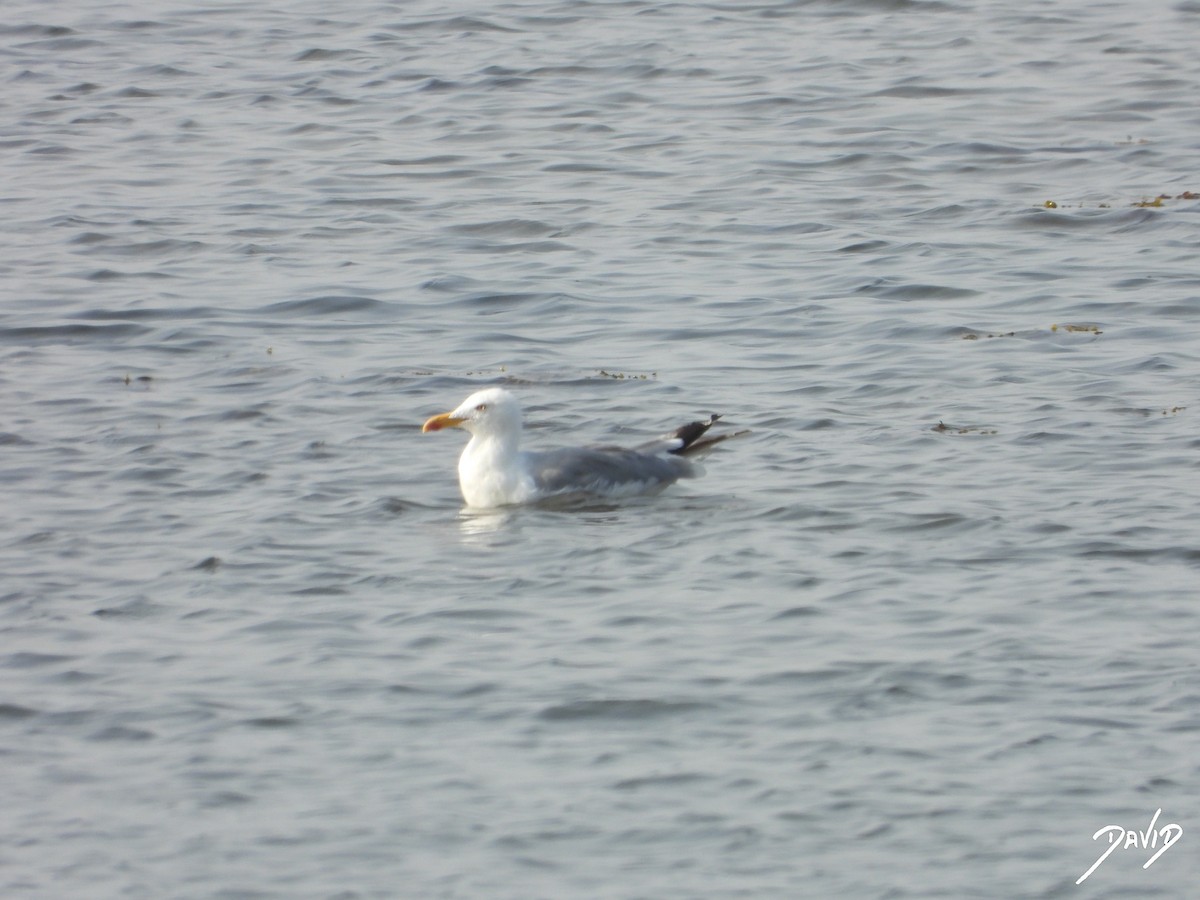 Yellow-legged Gull - ML640373885