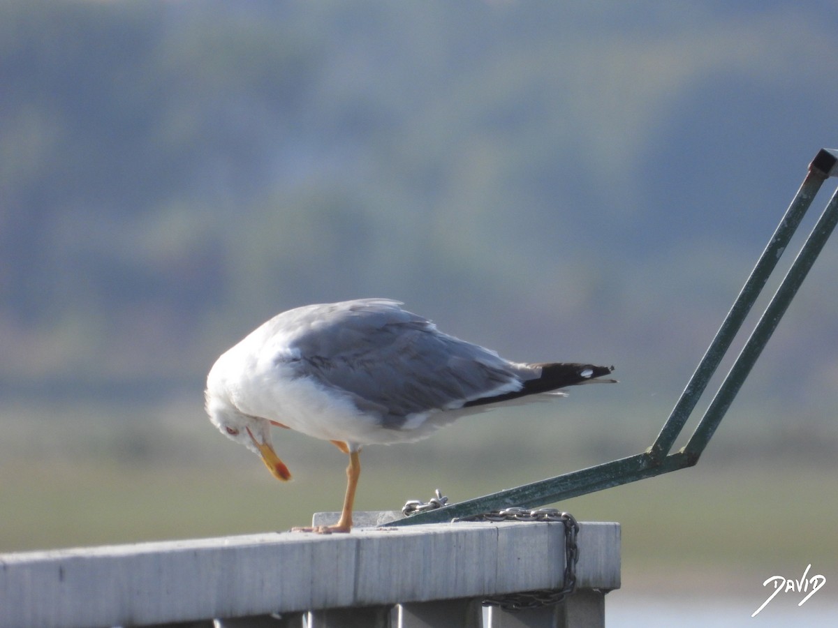 Yellow-legged Gull - ML640373921