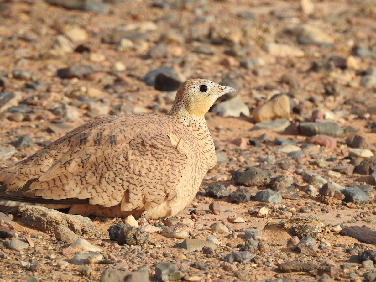 Crowned Sandgrouse - ML640373940