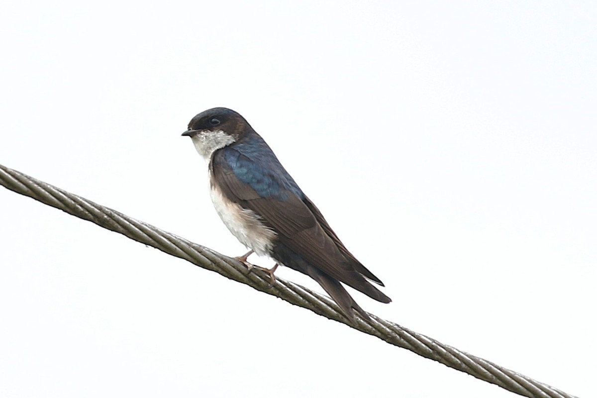 Blue-and-white Swallow - ML640373951