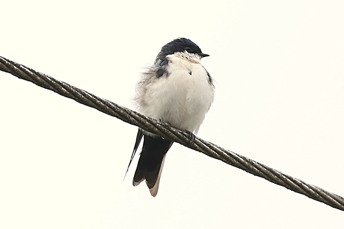 Blue-and-white Swallow - ML640373956