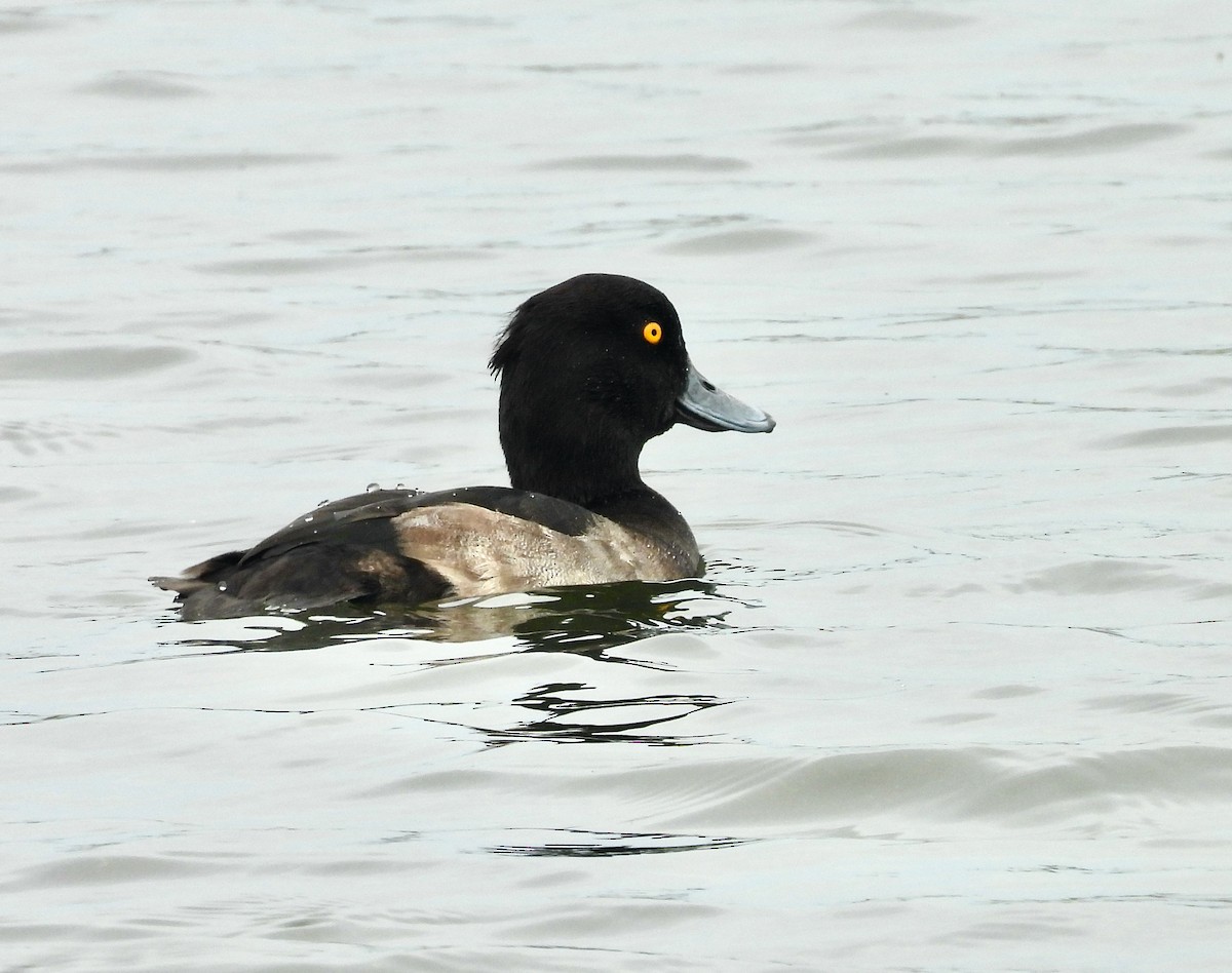 Tufted Duck - ML640373967