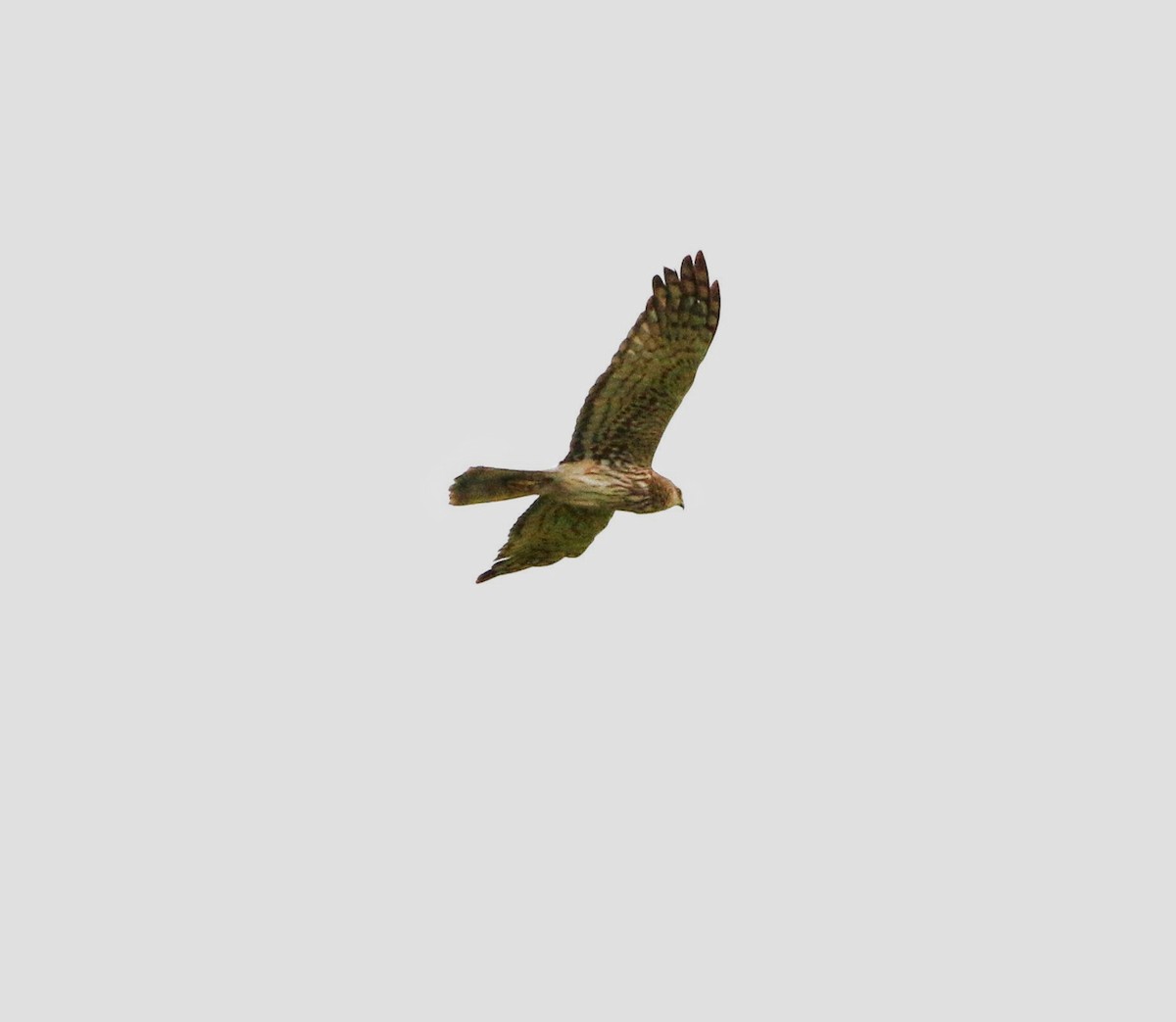 Pied Harrier - ML640373986