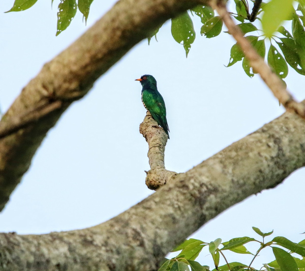 Asian Emerald Cuckoo - ML640373989