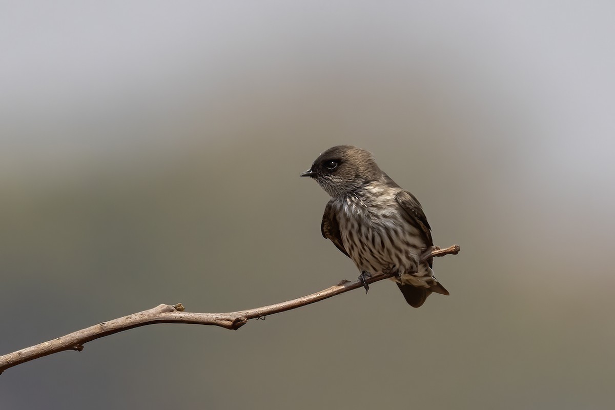 Brazza's Martin - ML640374011