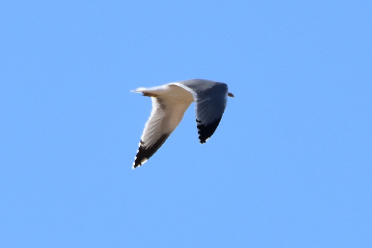 Yellow-legged Gull - ML640374029
