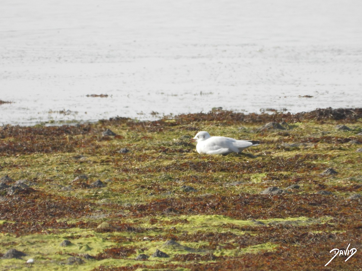Black-headed Gull - ML640374036