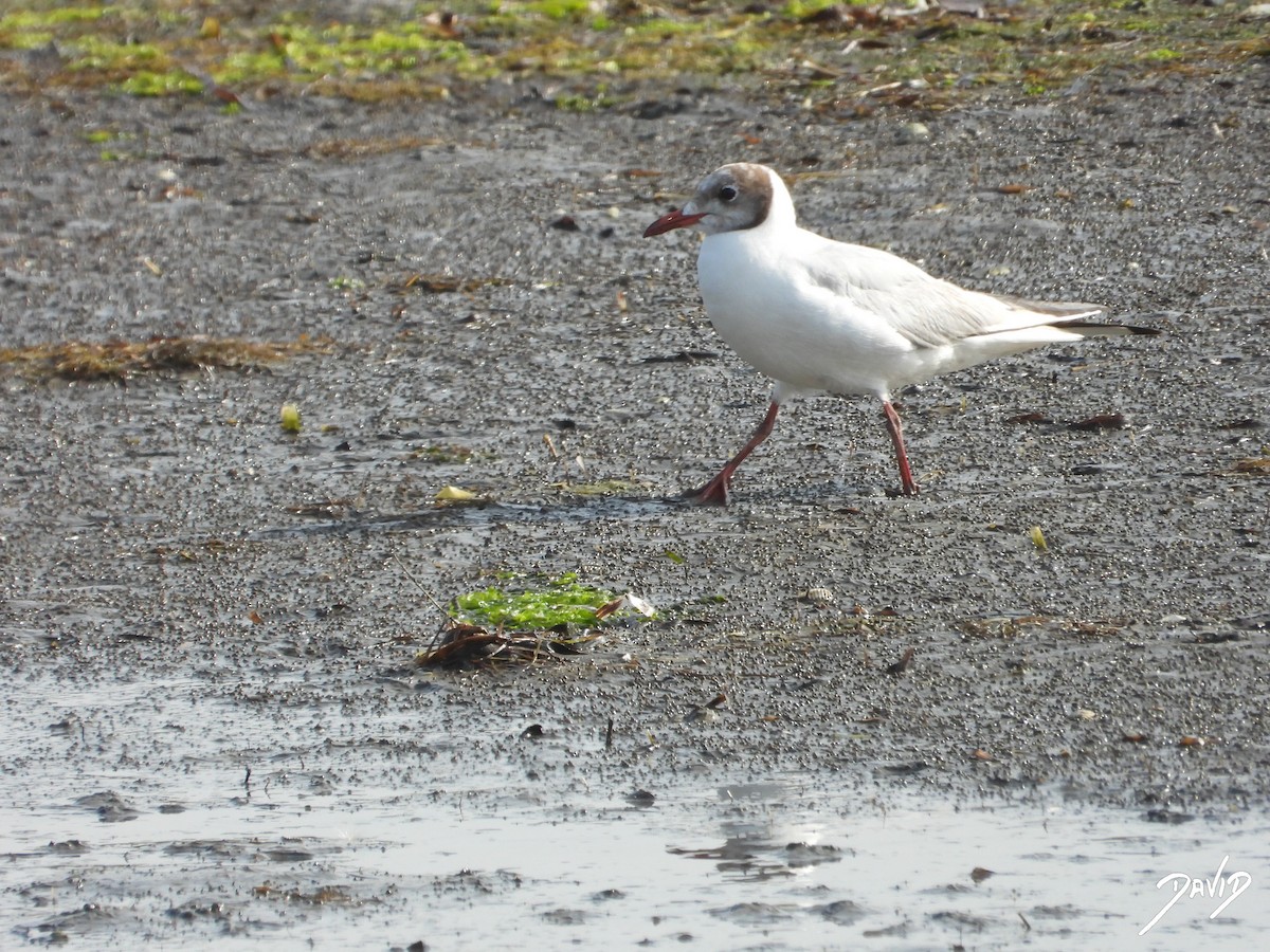 Black-headed Gull - ML640374079