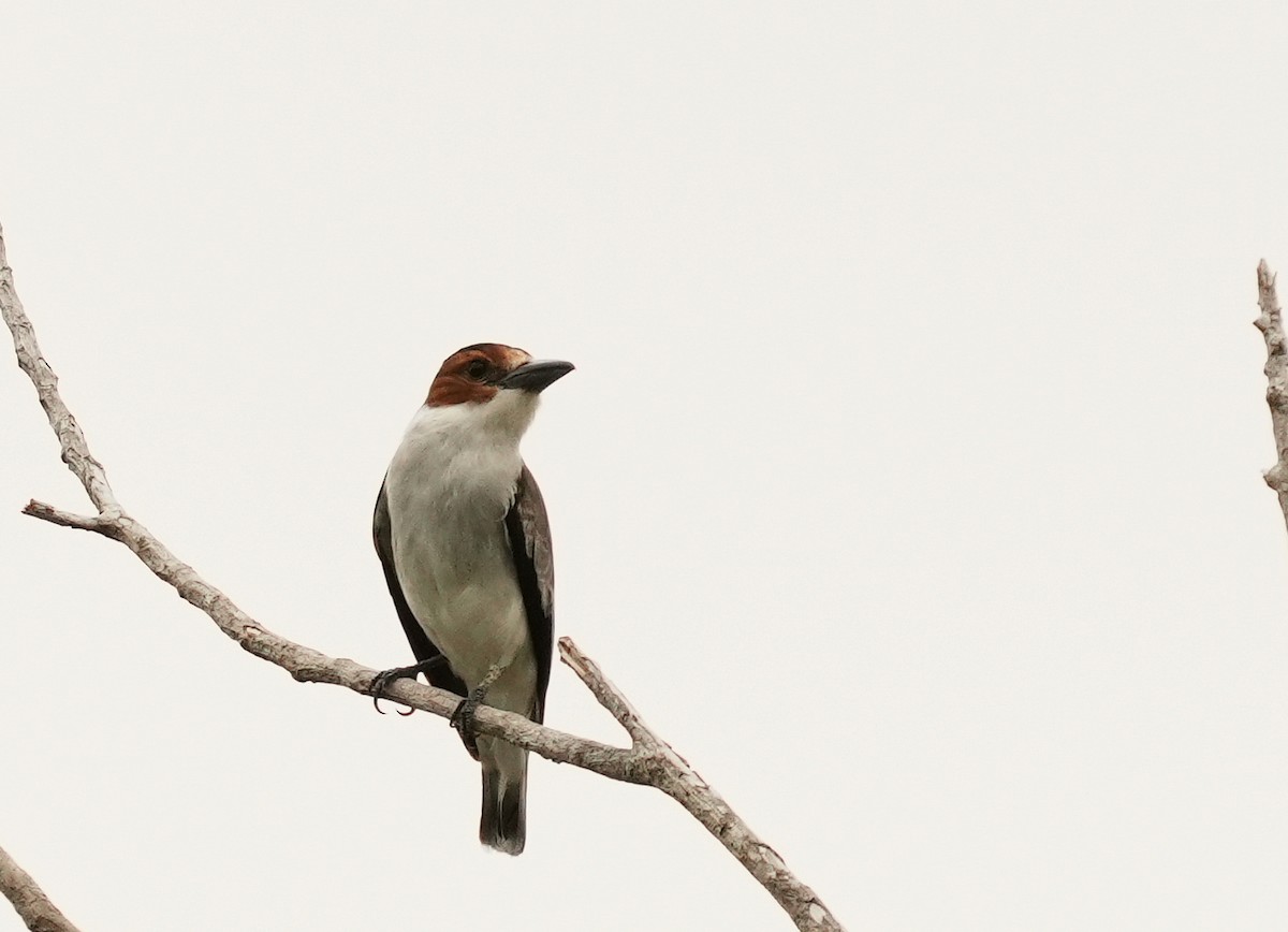 svartkronetityra - ML640374142