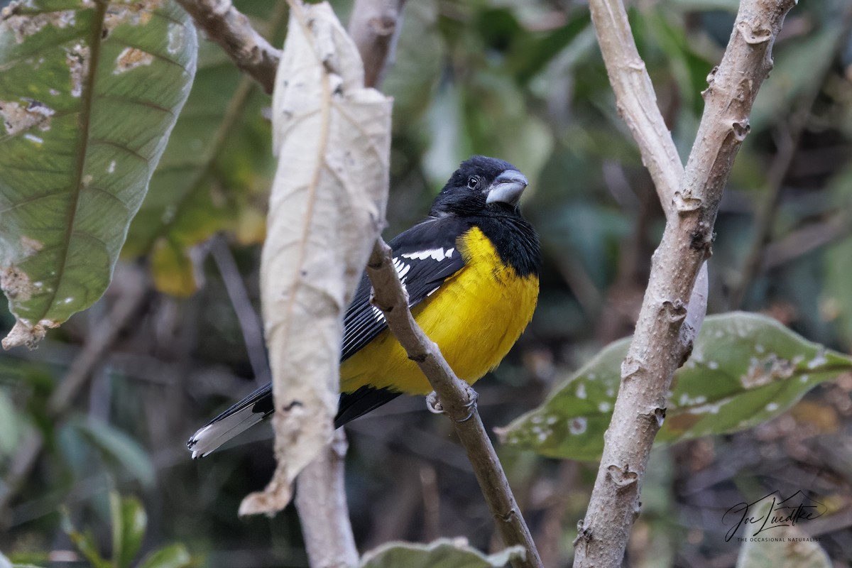 Black-backed Grosbeak - ML640374144
