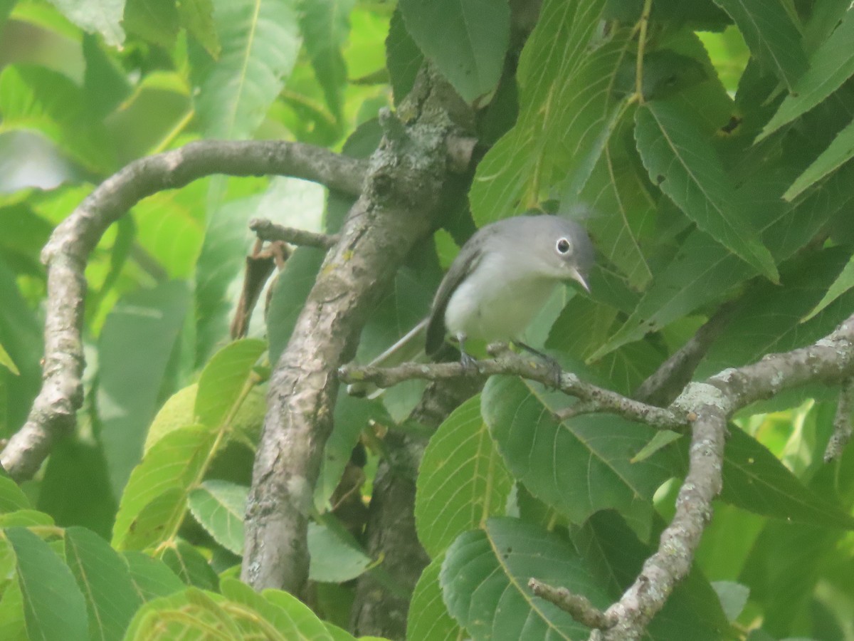 Blue-gray Gnatcatcher - ML640374145