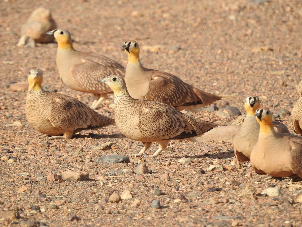 Crowned Sandgrouse - ML640374160