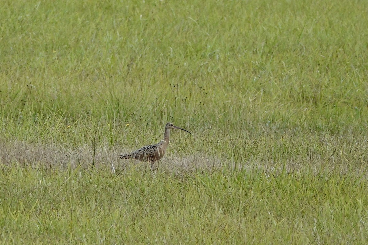 Long-billed Curlew - ML640374195