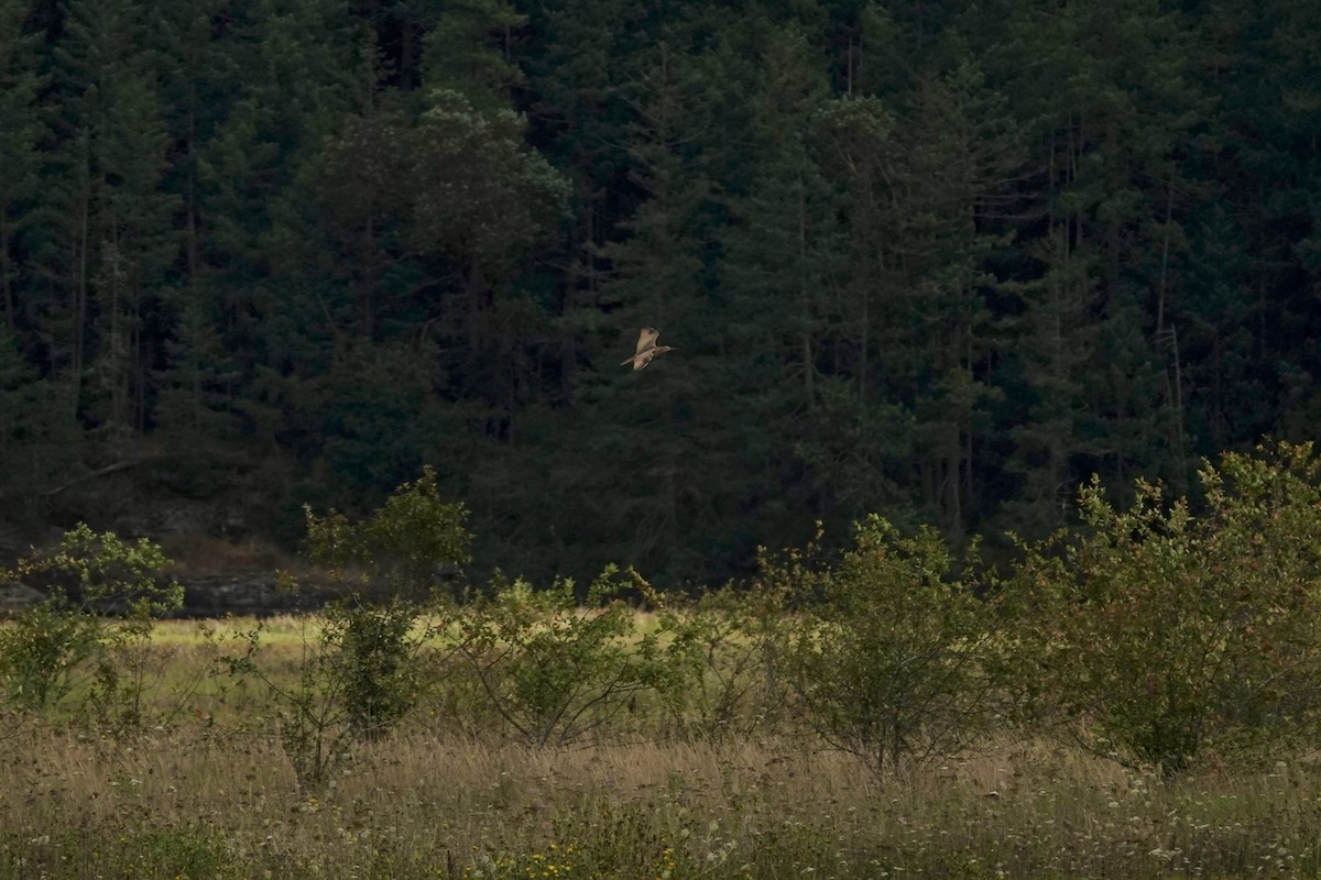 Long-billed Curlew - ML640374199